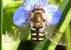 Eupeodes sp.